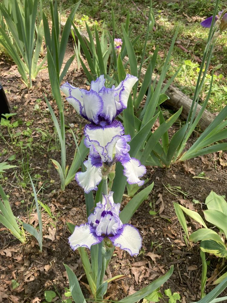 Photo of Border Bearded Iris (Iris 'Orinoco Flow') uploaded by DonnaKribs