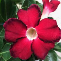 Location: My garden in Tampa, Florida
Date: 2022-05-27
A heart-shaped petal of my 10+ years old desert rose, “Sweetie 