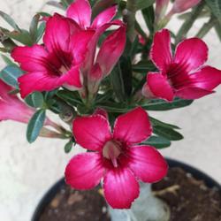Location: My garden in Tampa, Florida
Date: 2022-05-28
My winter clearance rescue, grafted desert rose, possibly a crisp