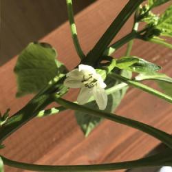 Location: The Black Hills, SD
Date: 5/28/2022
First pepper bloom this year