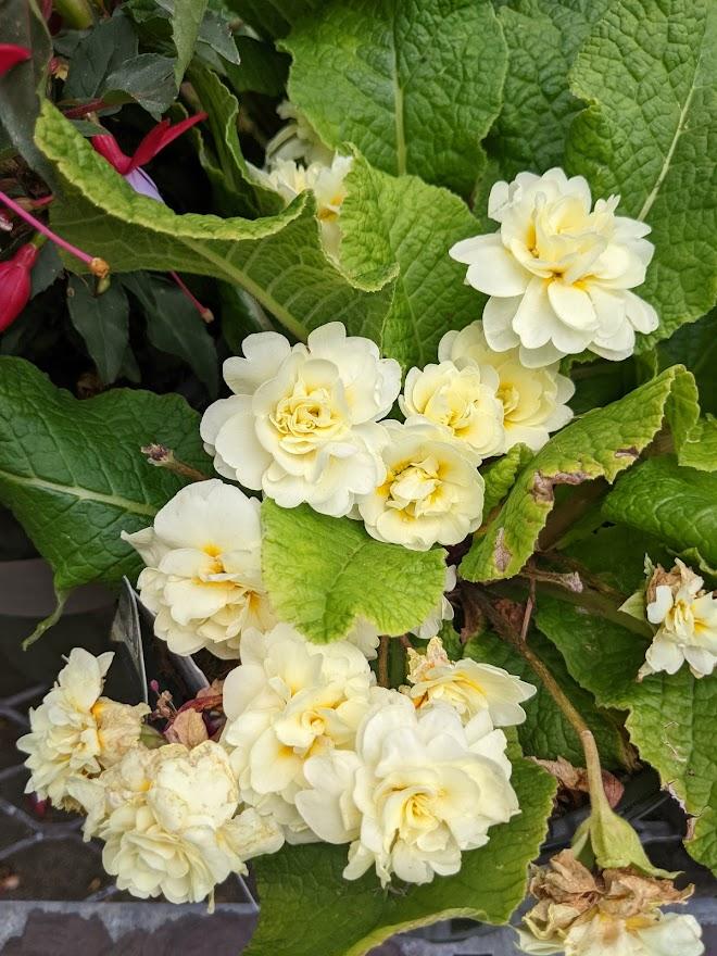 Photo of English Primrose (Primula vulgaris Belarina® Cream) uploaded by Joy