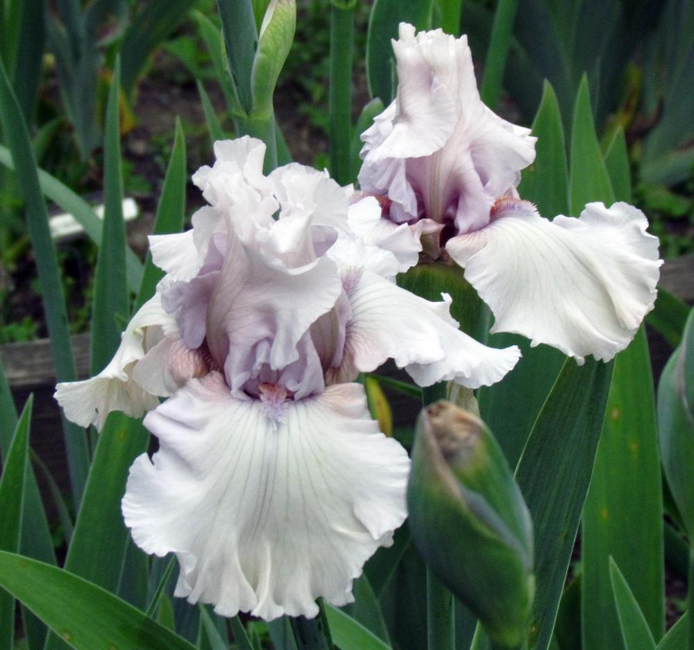 Photo of Tall Bearded Iris (Iris 'Treasured') uploaded by LynNY