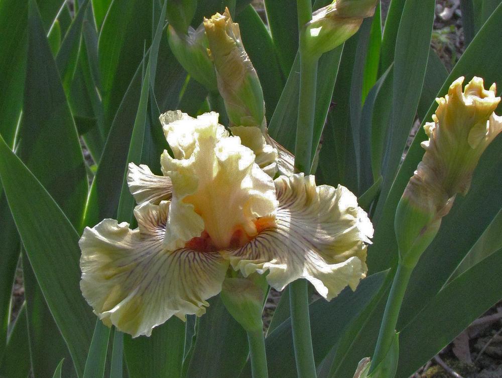 Photo of Tall Bearded Iris (Iris 'Cotillion Gown') uploaded by LynNY