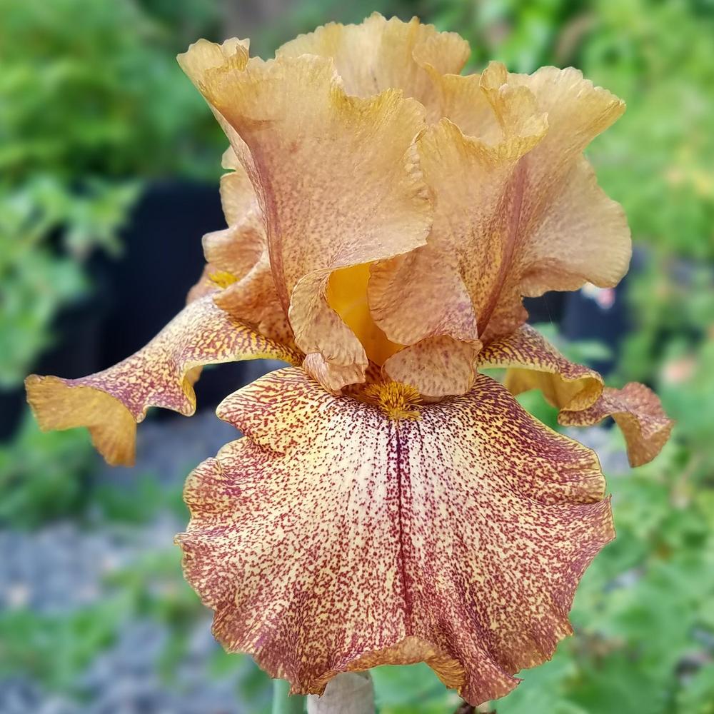 Photo of Tall Bearded Iris (Iris 'Camera Ready') uploaded by OrganicJen