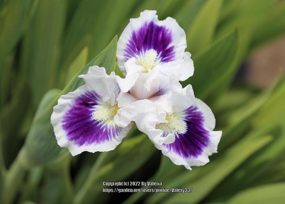 Photo of Standard Dwarf Bearded Iris (Iris 'Riveting') uploaded by Valery33