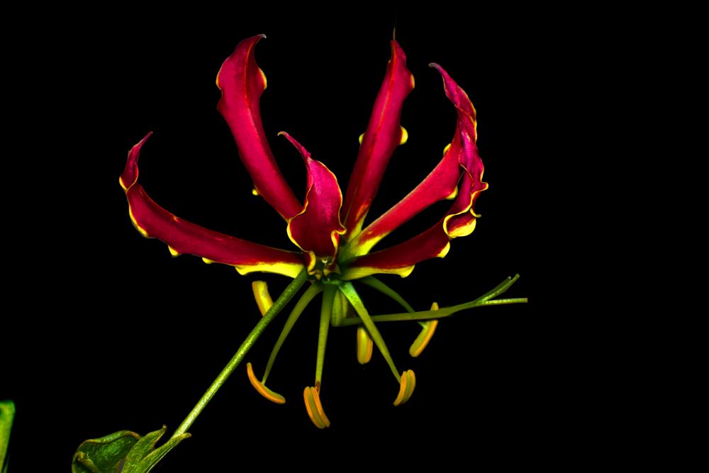 Photo of Gloriosa Lily (Gloriosa superba 'Rothschildiana') uploaded by dawiz1753