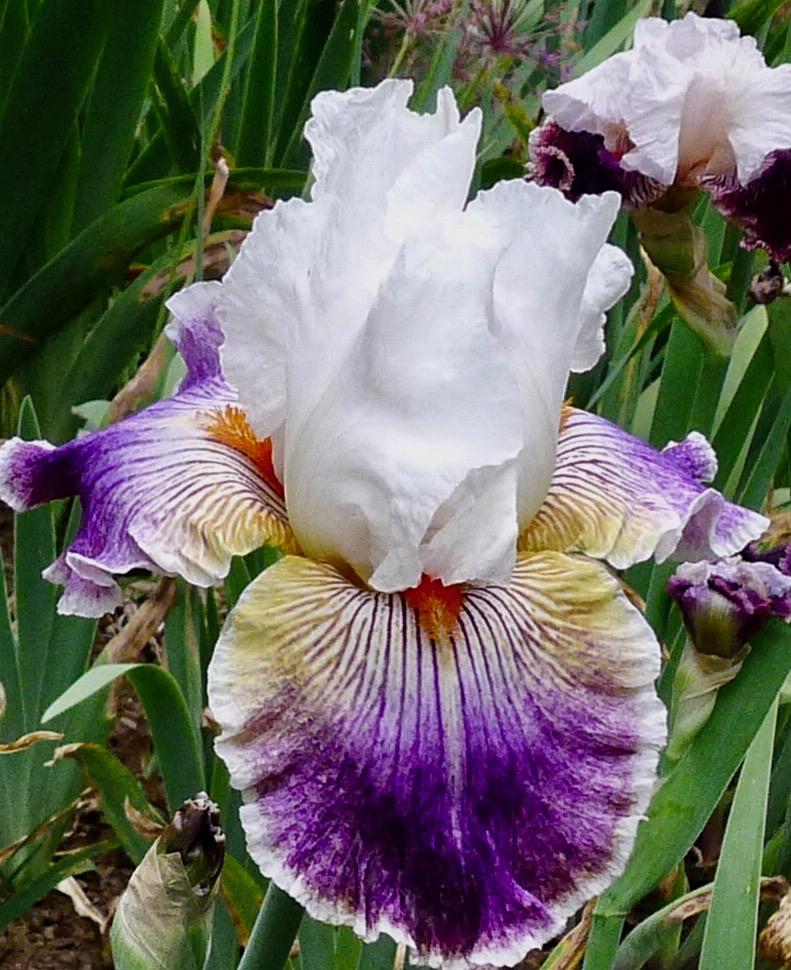 Photo of Tall Bearded Iris (Iris 'Mardi Gras Ball') uploaded by janwax