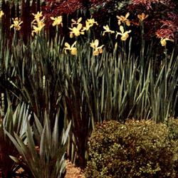
Date: c. 1954
photo from the 1954 catalog, Milliken Gardens, Arcadia, Californi
