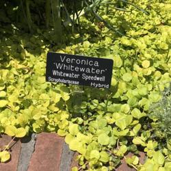 Location: Garden next to Smithsonian, DC, Virginia | May, 2022
Date: 2022-05-28
Please ignore the golden jenny, if you look below the sign there 