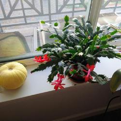 Location: Indoor Metro Area
Date: 2020-10-27
Beautiful Christmas Cacti 10 " height