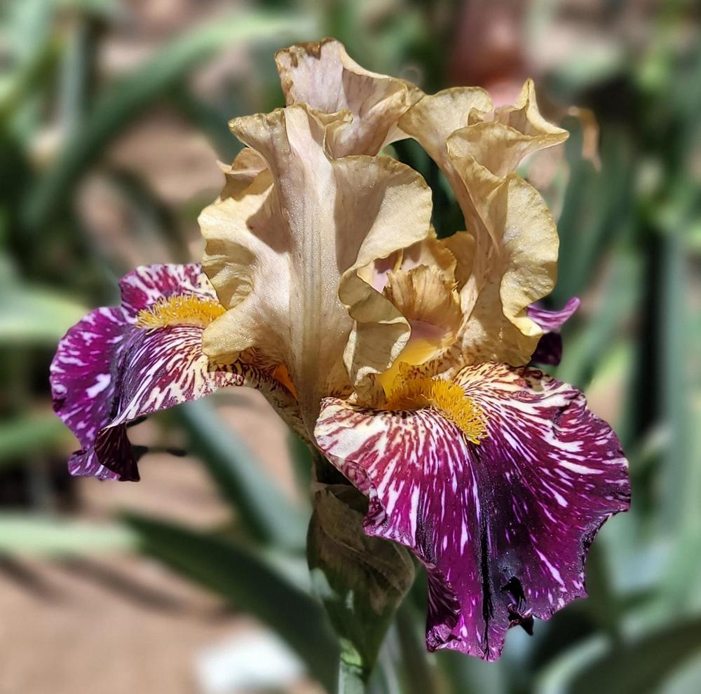 Photo of Tall Bearded Iris (Iris 'Grape Snakez') uploaded by Bitoftrouble