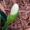 bloom not much to write home about but Aglaonema blooms never are