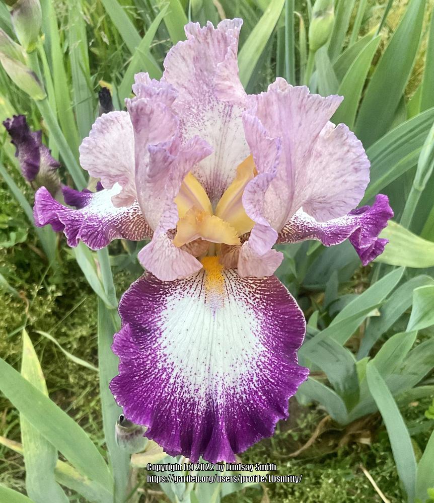 Photo of Tall Bearded Iris (Iris 'Change of Pace') uploaded by Lbsmitty