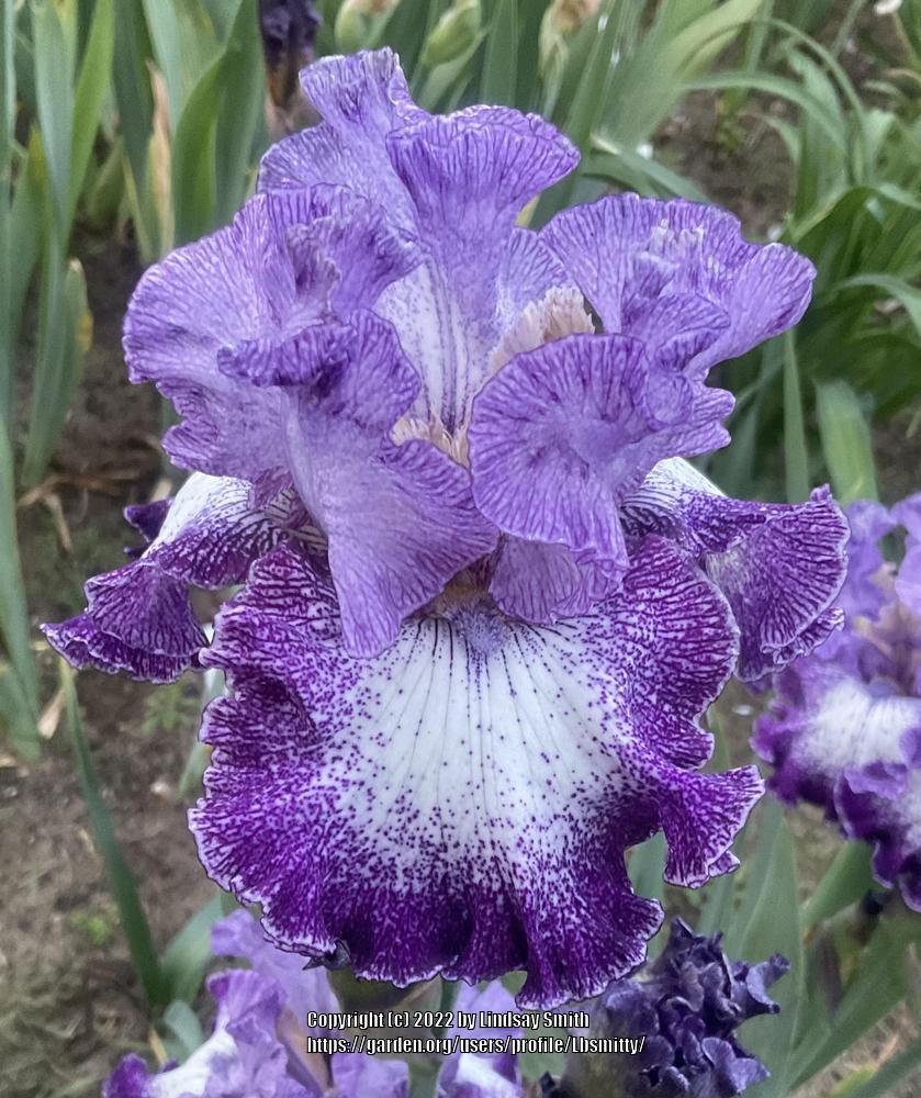 Photo of Tall Bearded Iris (Iris 'Broadband') uploaded by Lbsmitty
