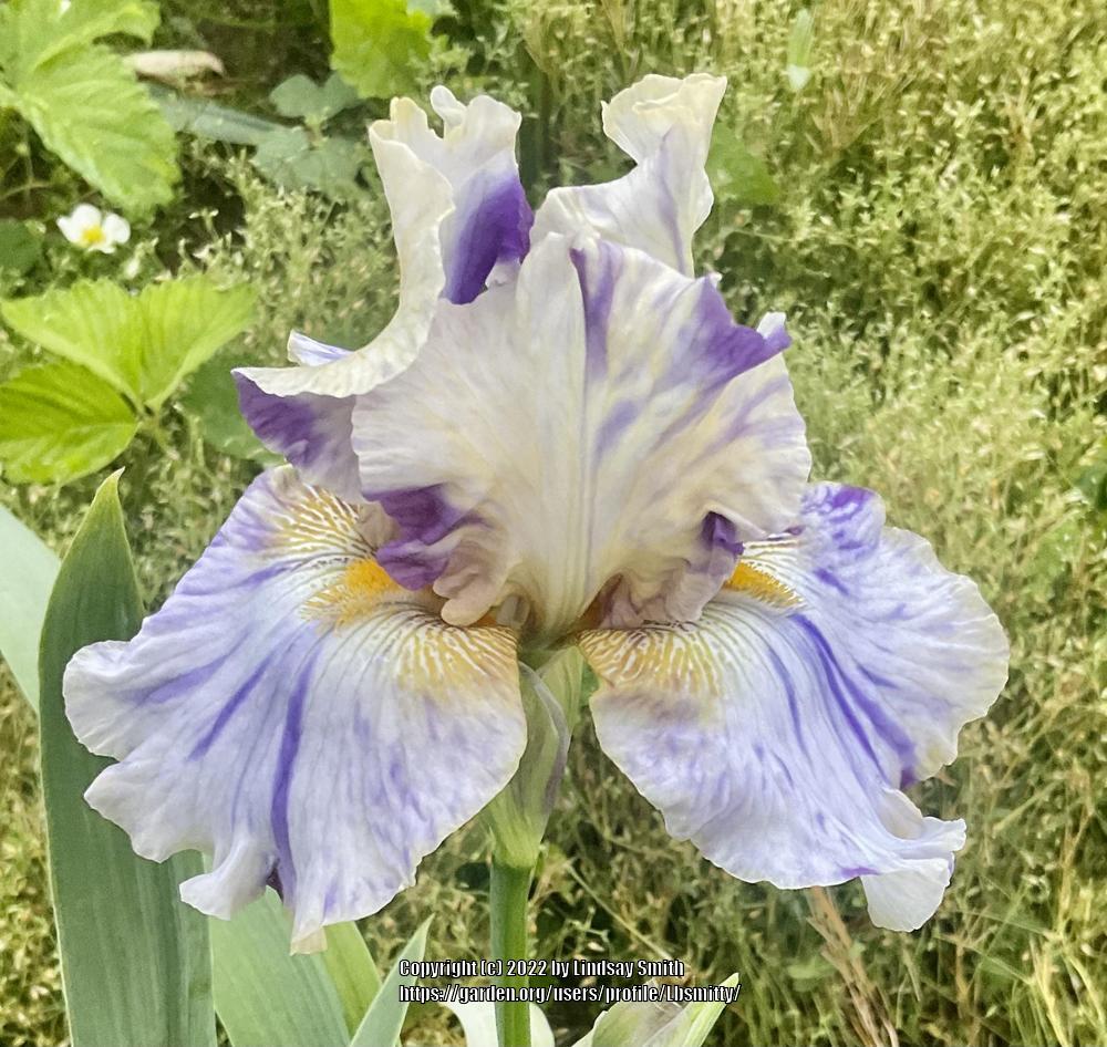 Photo of Tall Bearded Iris (Iris 'Holy Kosmoly') uploaded by Lbsmitty