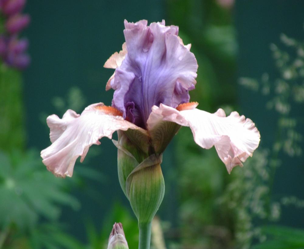 Photo of Tall Bearded Iris (Iris 'La Scala') uploaded by LynNY