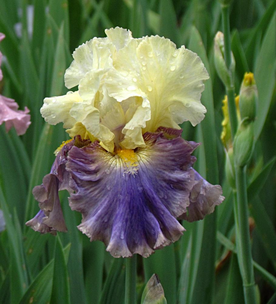 Photo of Tall Bearded Iris (Iris 'Style Traveller') uploaded by LynNY