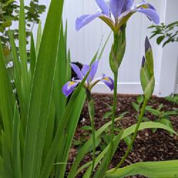 Location: Rhode Island, US
Date: 2022-05-28
Iris versicolor blooms