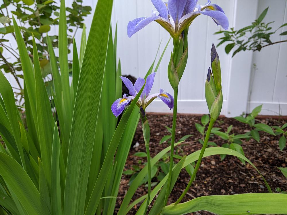 Photo of Species Iris (Iris versicolor) uploaded by Tienito