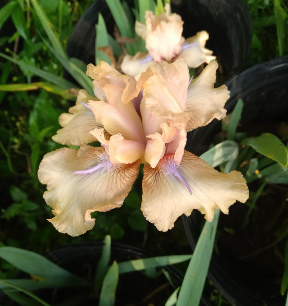 Photo of Intermediate Bearded Iris (Iris 'Concertina') uploaded by Tiff2884