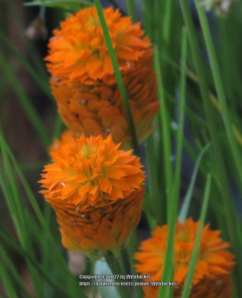 Photo of Bog Cheetos (Polygala lutea) uploaded by WebTucker