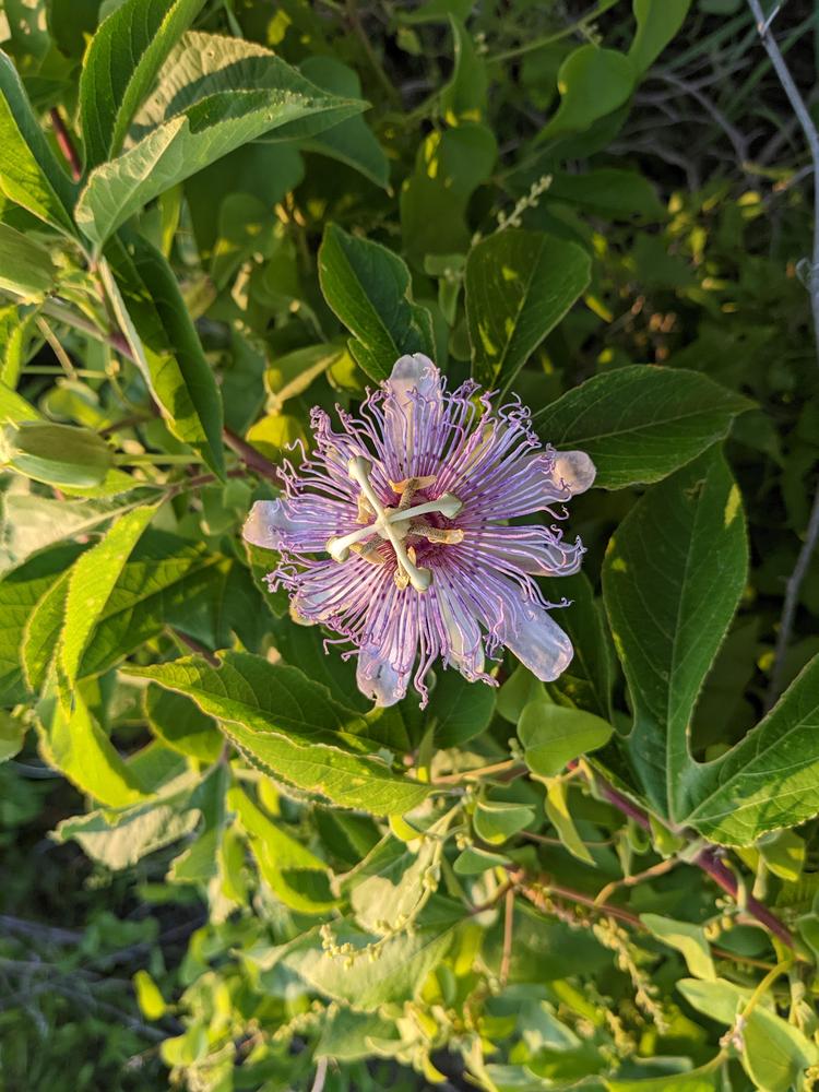Photo of Maypop (Passiflora incarnata) uploaded by dave
