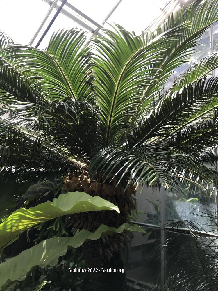 Photo of Sago Palm (Cycas revoluta) uploaded by sedumzz