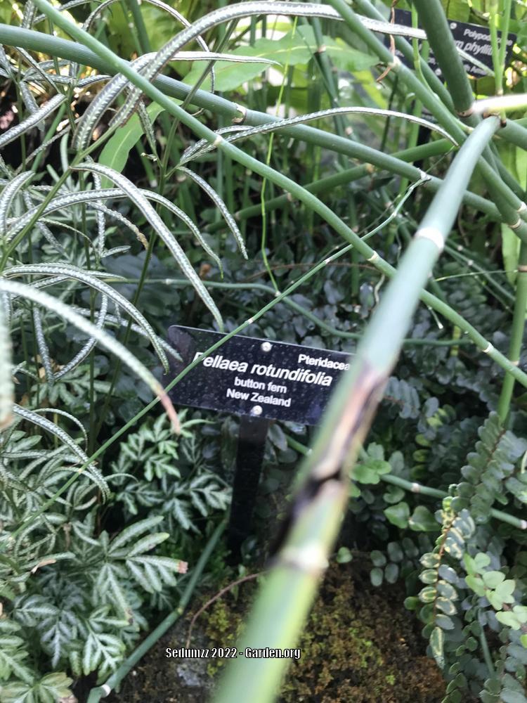 Photo of Button Fern (Pellaea rotundifolia) uploaded by sedumzz