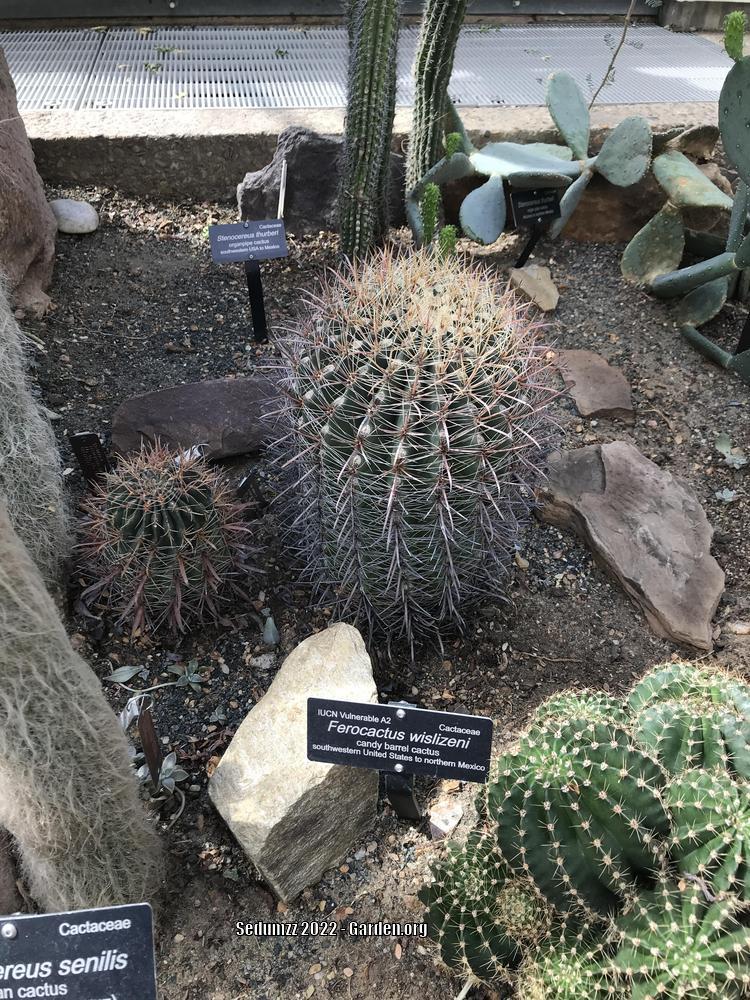Photo of Arizona Barrel Cactus (Ferocactus wislizeni) uploaded by sedumzz