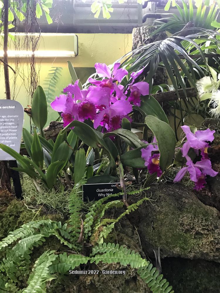 Photo of Orchid (Cattleya) uploaded by sedumzz