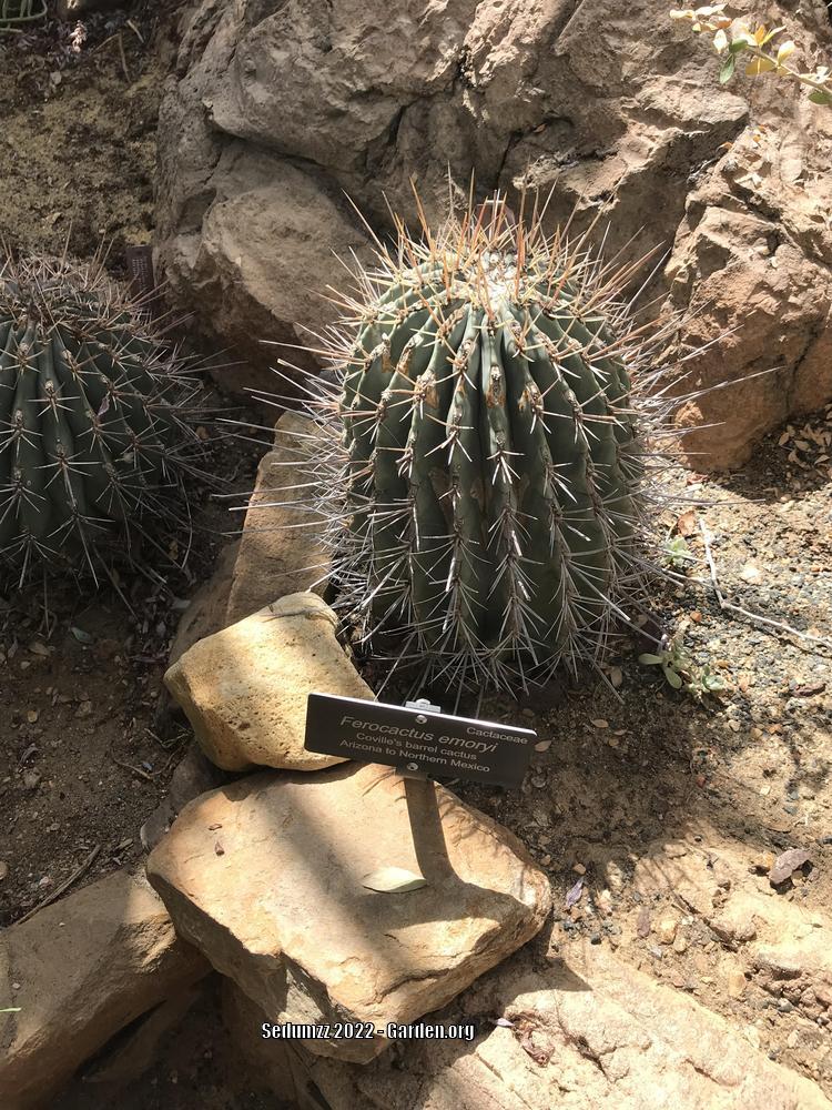 Photo of Coville's Cactus (Ferocactus emoryi) uploaded by sedumzz
