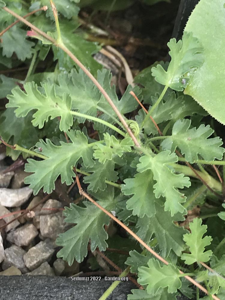 Photo of Celery Scented Pelargonium (Pelargonium ionidiflorum) uploaded by sedumzz