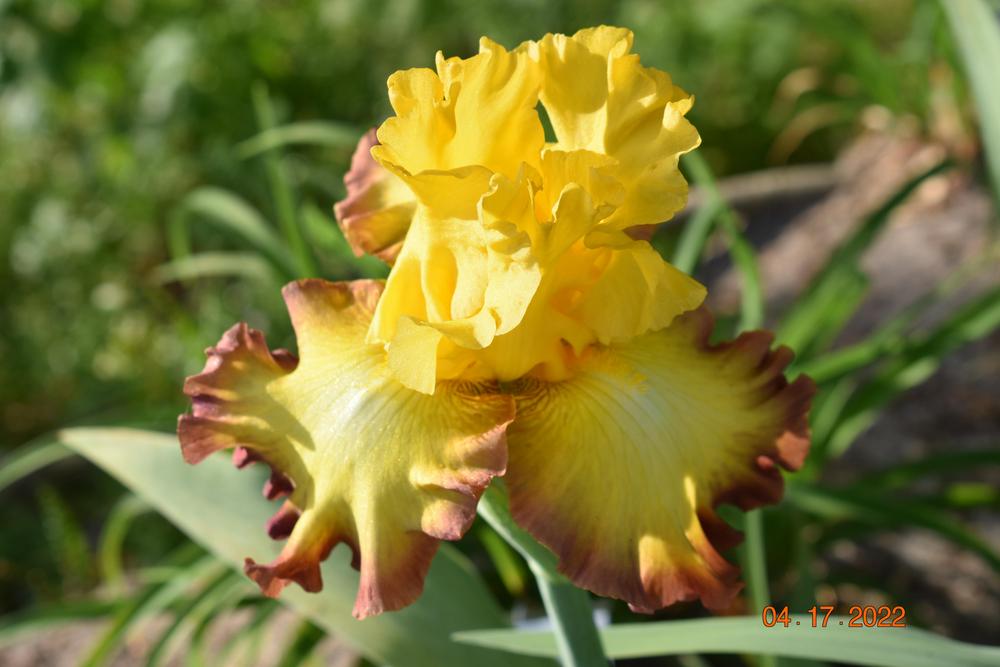 Photo of Tall Bearded Iris (Iris 'Bold Vision') uploaded by trmccray