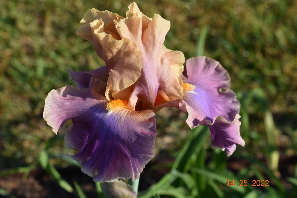 Photo of Tall Bearded Iris (Iris 'Chasing Rainbows') uploaded by trmccray