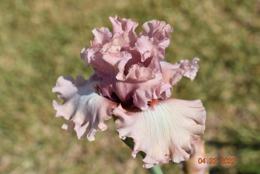 Photo of Tall Bearded Iris (Iris 'Bewitchment') uploaded by trmccray