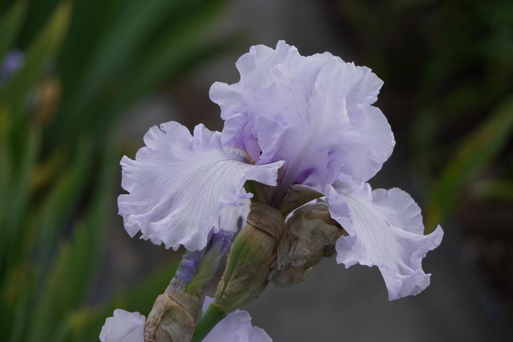 Photo of Tall Bearded Iris (Iris 'Silverado') uploaded by D3LL