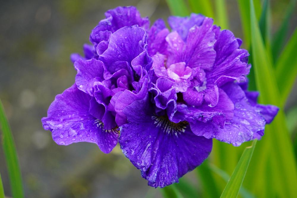 Photo of Siberian Iris (Iris 'Concord Crush') uploaded by D3LL