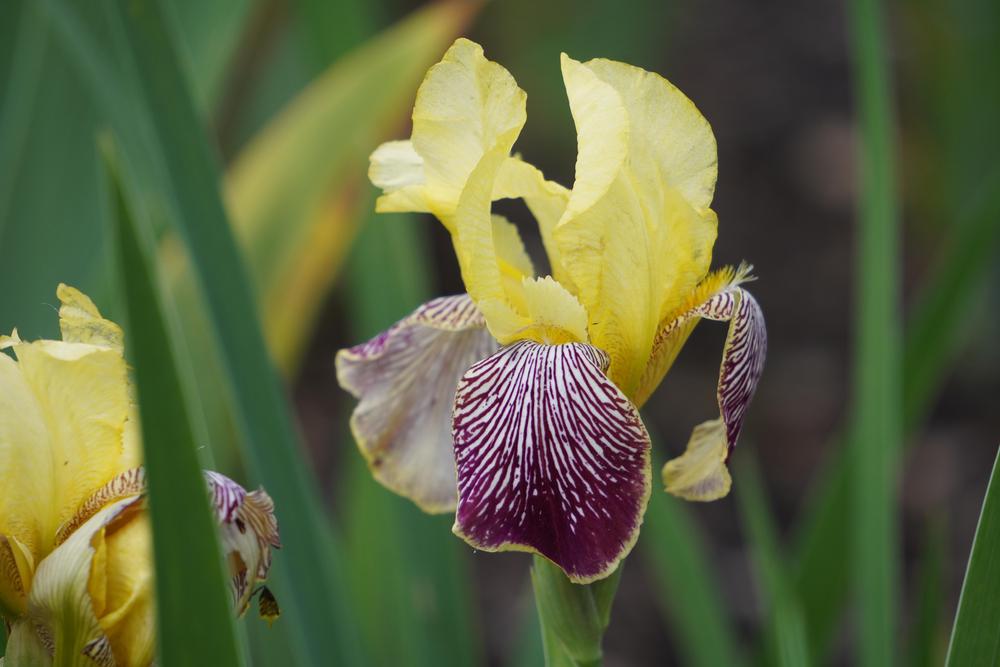 Photo of Miniature Tall Bearded Iris (Iris 'Gracchus') uploaded by D3LL