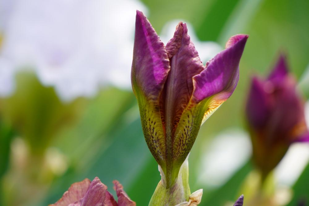 Photo of Tall Bearded Iris (Iris 'Seraphita') uploaded by D3LL