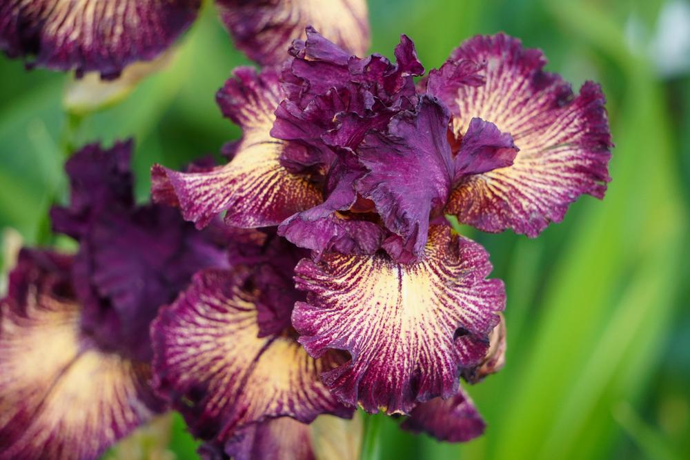 Photo of Tall Bearded Iris (Iris 'Drama Queen') uploaded by D3LL
