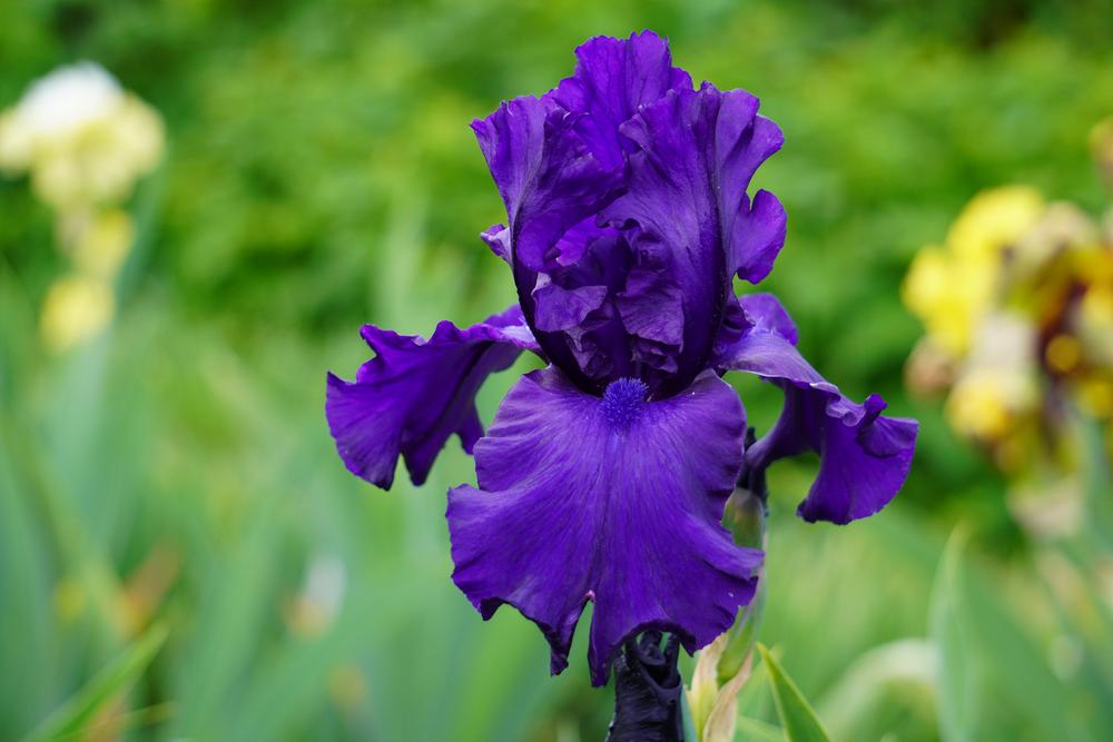 Photo of Tall Bearded Iris (Iris 'Dusky Challenger') uploaded by D3LL