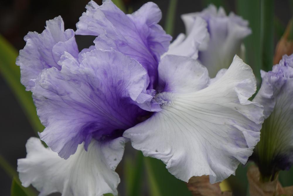 Photo of Tall Bearded Iris (Iris 'Wintry Sky') uploaded by D3LL