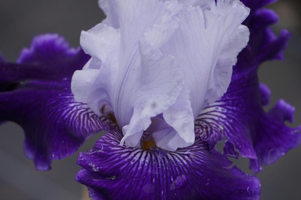 Photo of Tall Bearded Iris (Iris 'World Premier') uploaded by D3LL
