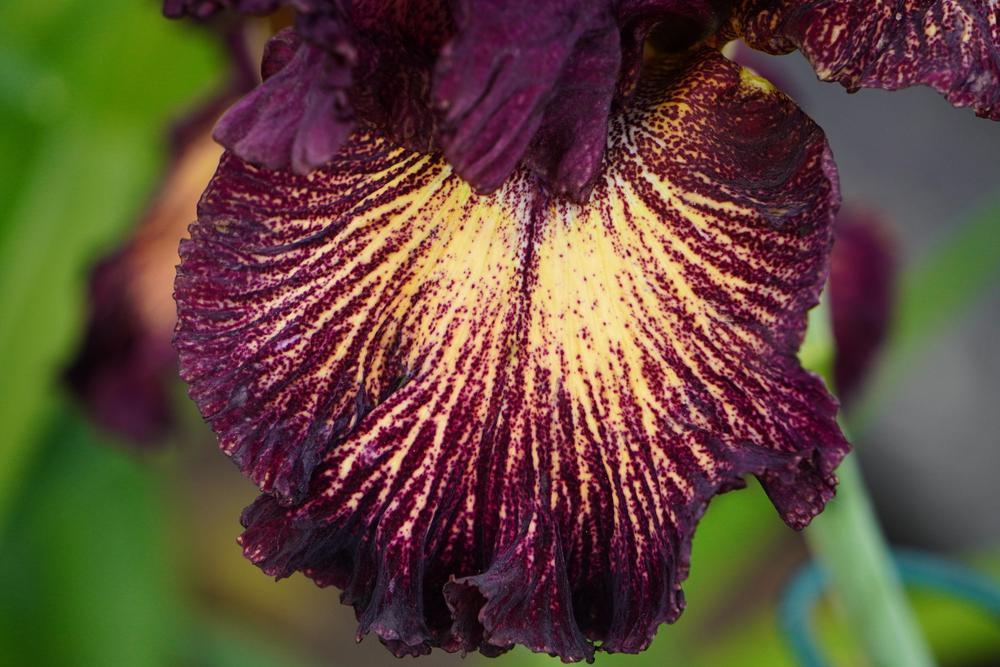 Photo of Tall Bearded Iris (Iris 'Drama Queen') uploaded by D3LL