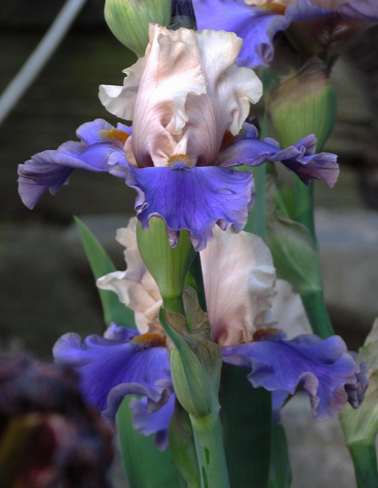 Photo of Tall Bearded Iris (Iris 'Wishes Granted') uploaded by LynNY
