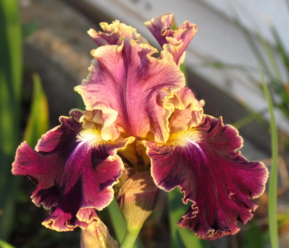 Photo of Tall Bearded Iris (Iris 'Montmartre') uploaded by LynNY