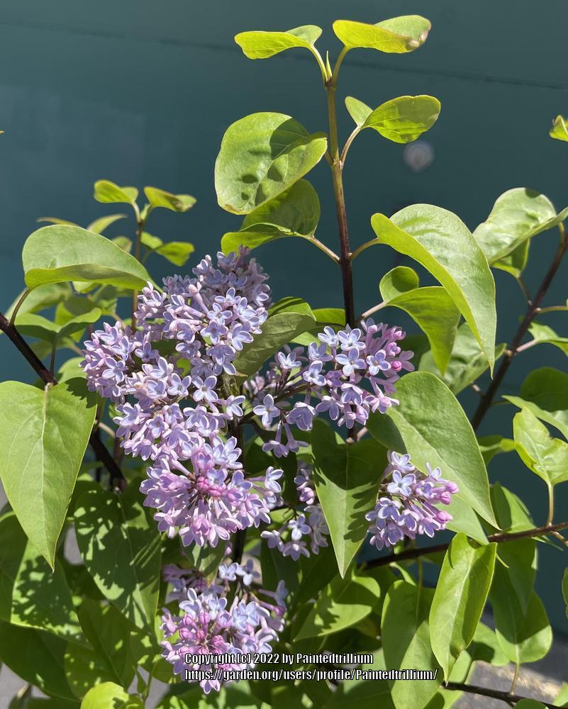 Photo of Common Lilac (Syringa vulgaris) uploaded by Paintedtrillium