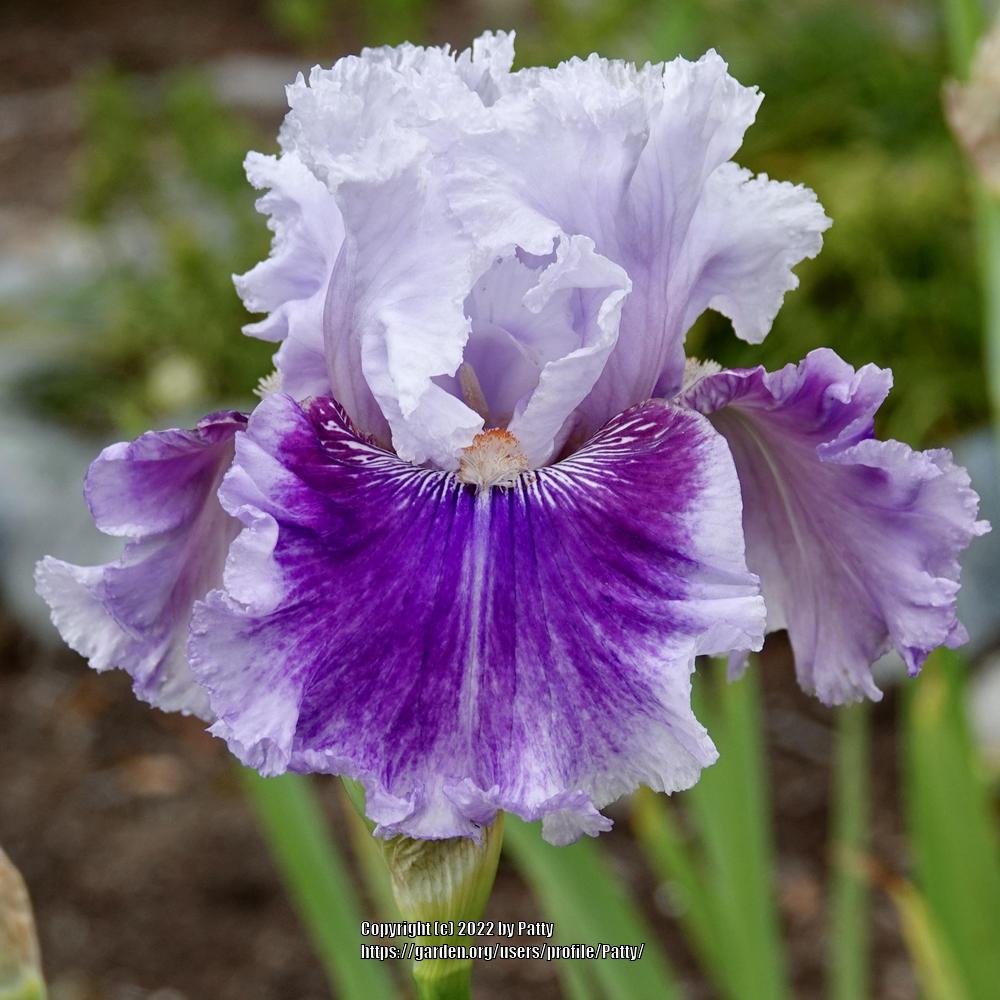 Photo of Tall Bearded Iris (Iris 'Frill of It All') uploaded by Patty