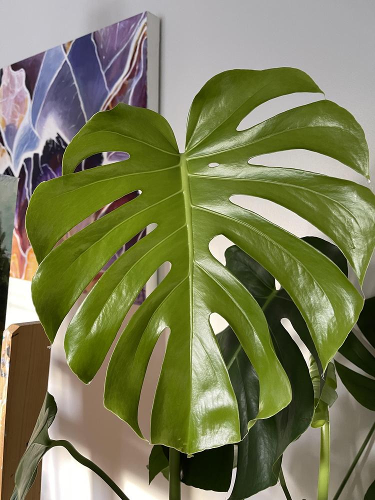 Photo of Split-Leaf Philodendron (Monstera deliciosa) uploaded by Plant_Luver_Al
