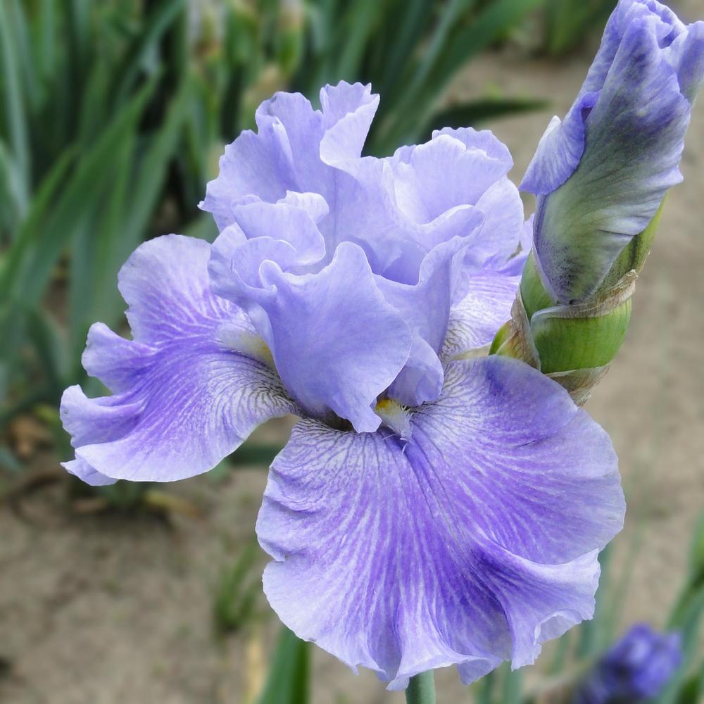 Photo of Tall Bearded Iris (Iris 'Inside Job') uploaded by lauriemorningglory